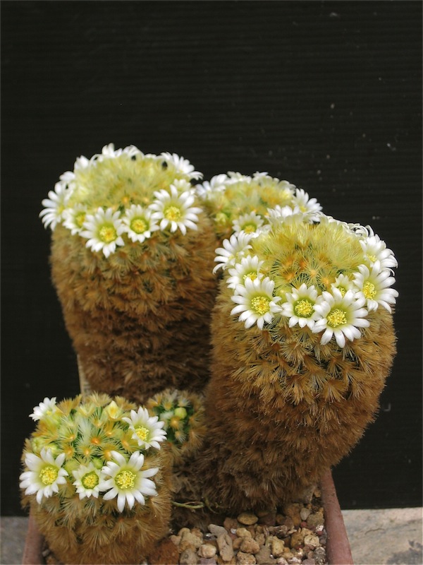 Mammillaria carmenae 