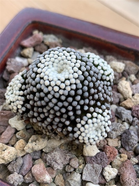 Mammillaria luethyi  