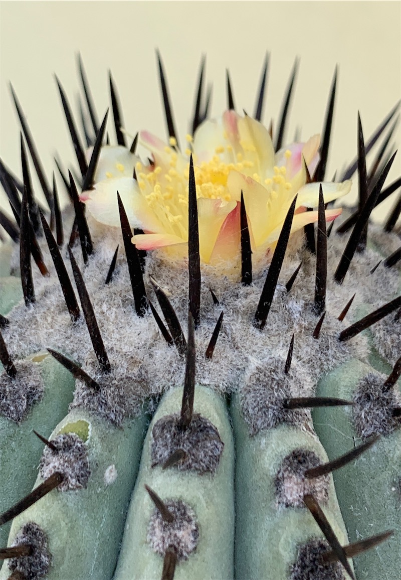 Copiapoa cinerea  