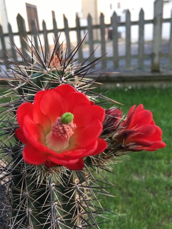 Echinocereus arizonicus 