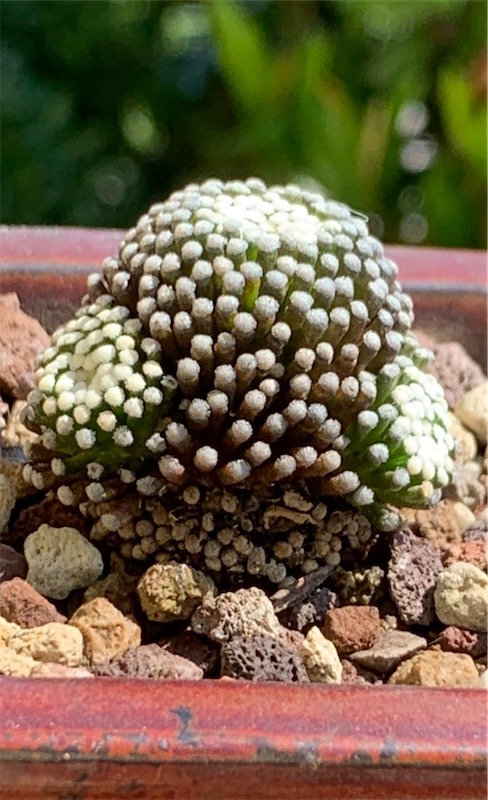 Mammillaria luethyi  