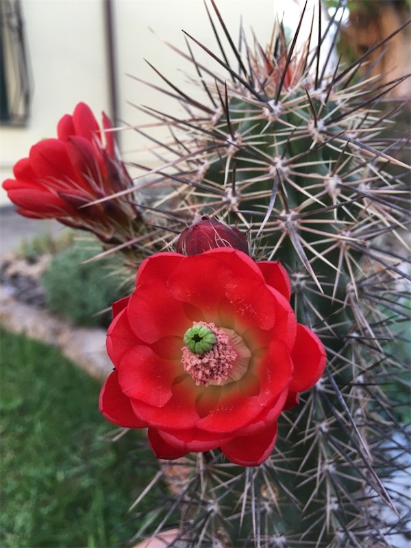 Echinocereus arizonicus 