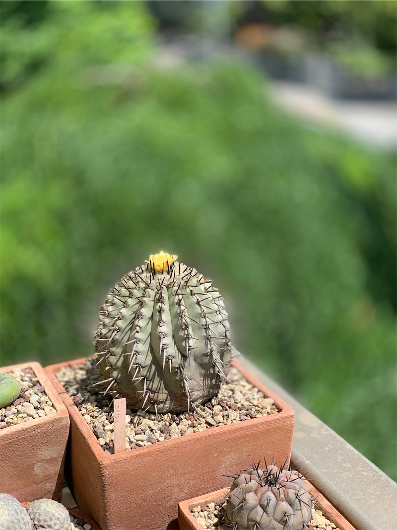 Copiapoa cinerea  