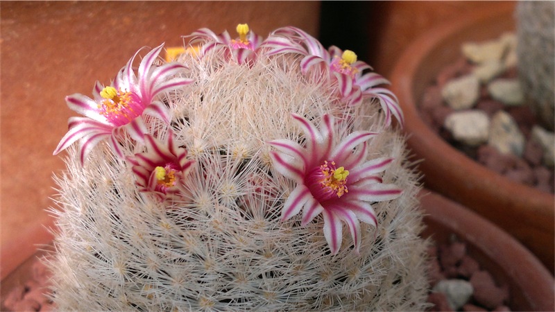 Mammillaria candida v. rosea 