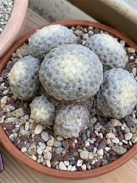 Mammillaria plumosa 