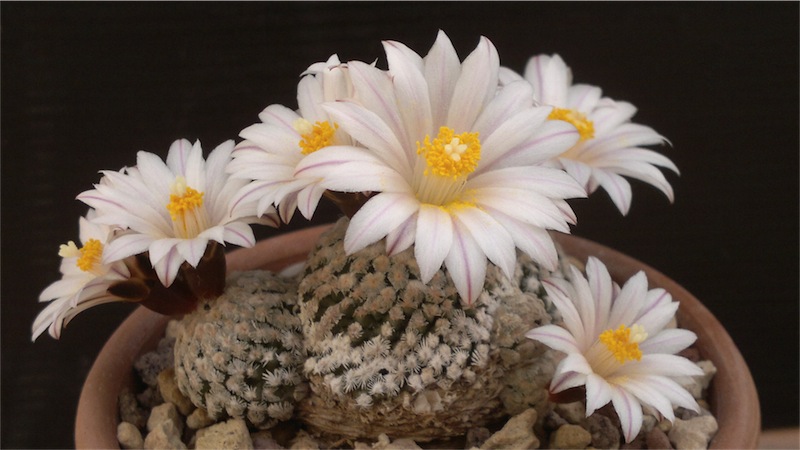 Turbinicarpus valdezianus v. albiflorus 