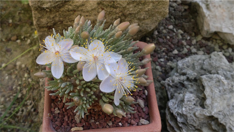 Avonia quinaria ssp. alstonii 