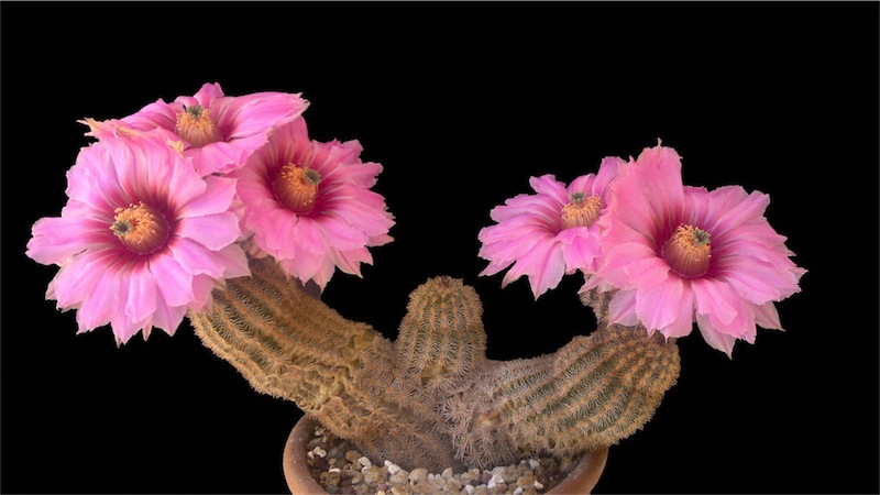 Echinocereus reichenbachii 