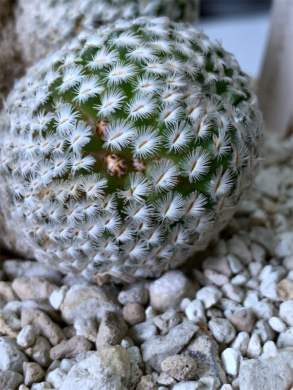 Mammillaria sanchez-mejoradae  