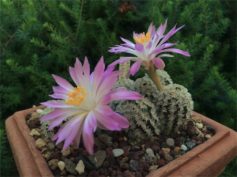 Mammillaria theresae 