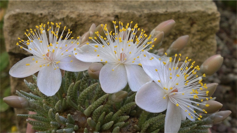 Avonia quinaria ssp. alstonii 