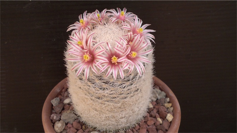 Mammillaria lasiacantha 