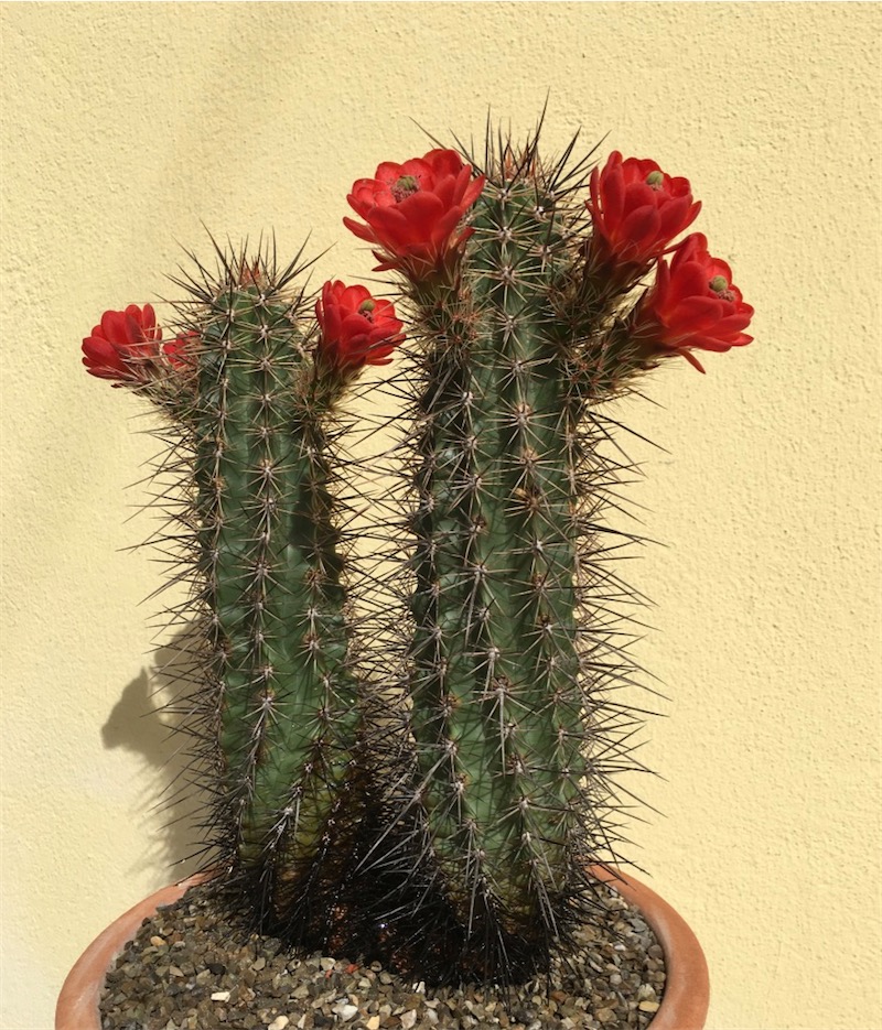 Echinocereus arizonicus 