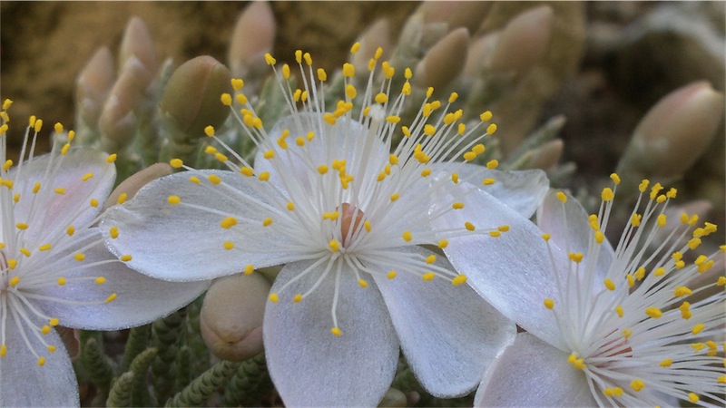 Avonia quinaria ssp. alstonii 