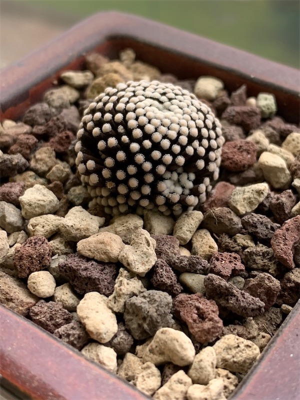 Mammillaria luethyi  