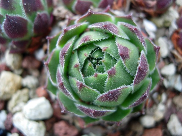 Sempervivum cantabricum v. cabionense 