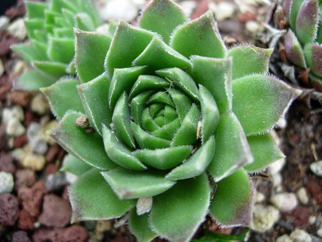 sempervivum cantabricum v. gredense