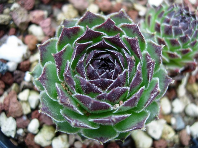 sempervivum cantabricum v. guadarramense