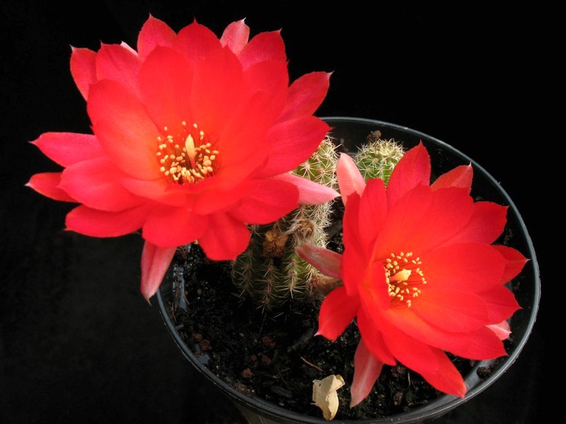 Chamaecereus ibrido scarlatto 