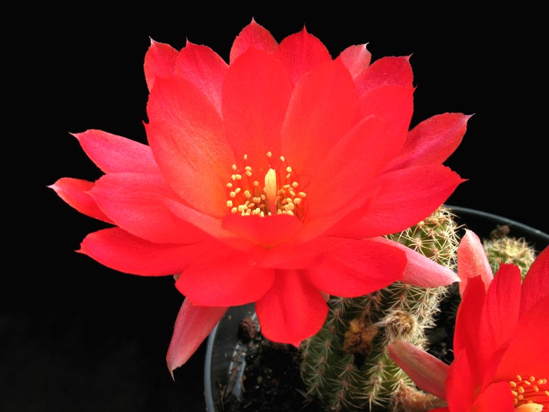 Chamaecereus ibrido scarlatto 