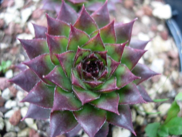 sempervivum caucasicum