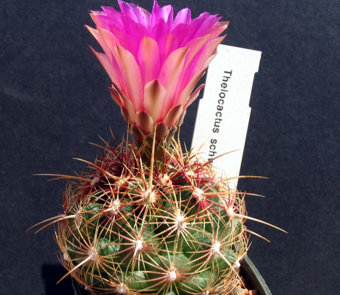 Thelocactus bicolor ssp. schwarzii 