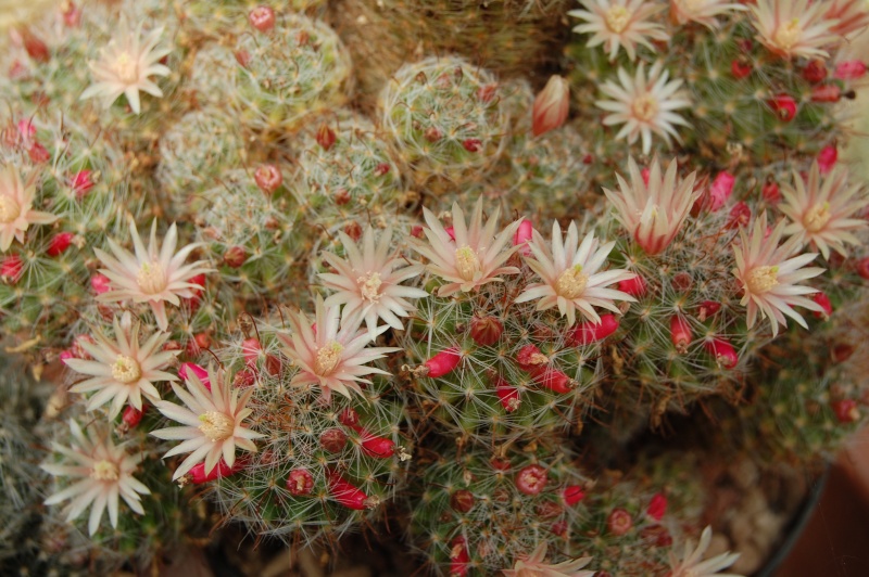 Mammillaria scheidweileriana 