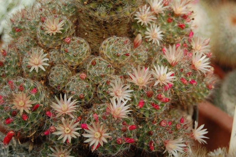 Mammillaria scheidweileriana 