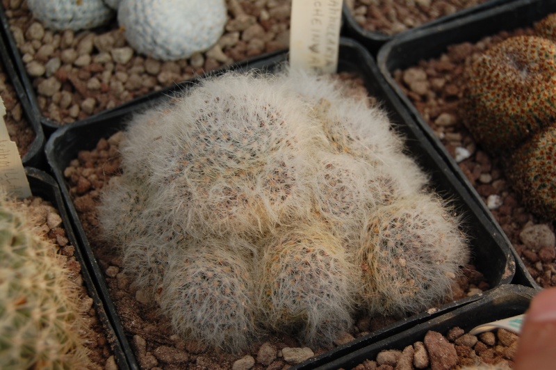 Mammillaria scheinvariana 