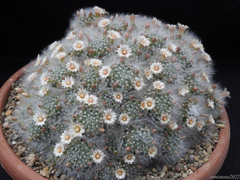 mammillaria scheinvariana