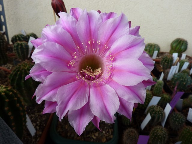 Echinopsis cv. brigitte's beauty 