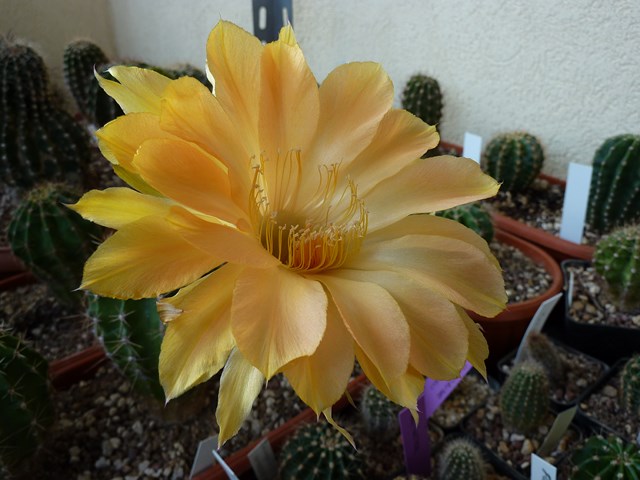 echinopsis cv. charlemagne