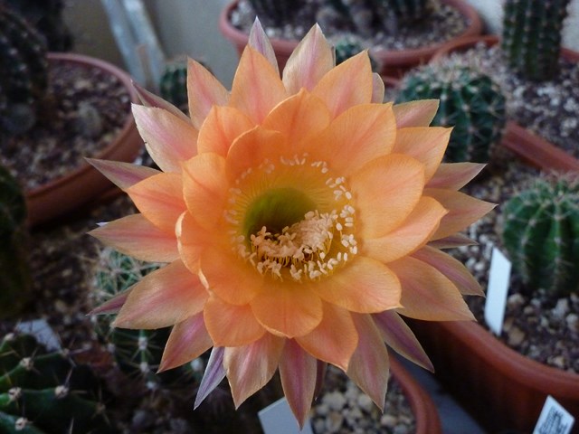 Echinopsis cv. daydream 