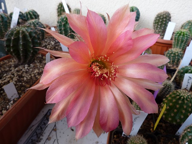 Echinopsis cv. fascination 