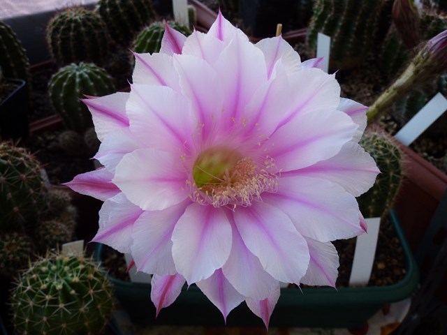 echinopsis cv. galaxy