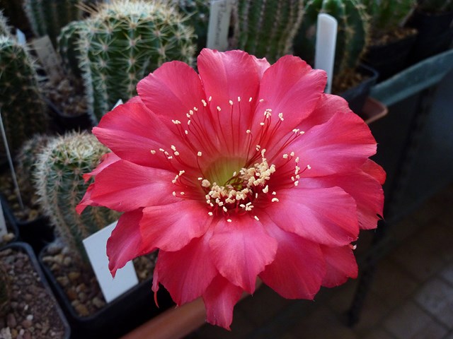 Echinopsis cv. hot lips 