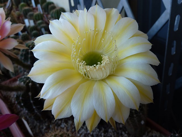 Echinopsis cv. icarus 