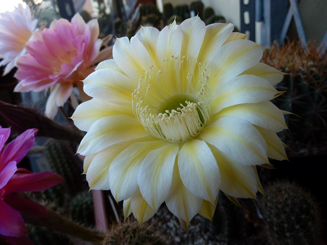 Echinopsis cv. icarus 