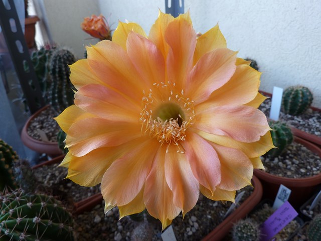 Echinopsis cv. impulse 