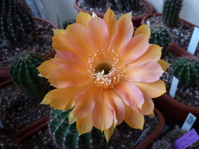 echinopsis cv. impulse