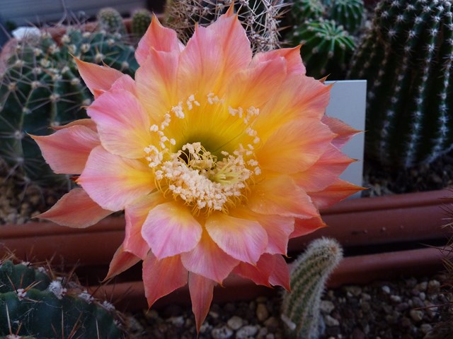 echinopsis cv. margareth martin