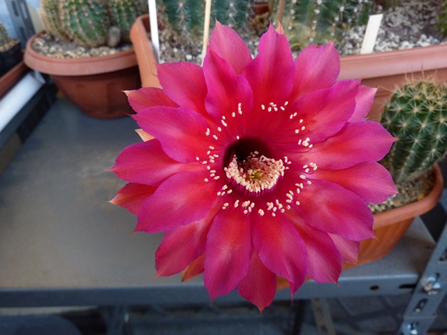 echinopsis cv. nocturne