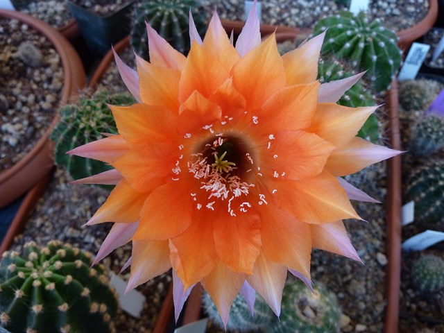 echinopsis cv. oriole