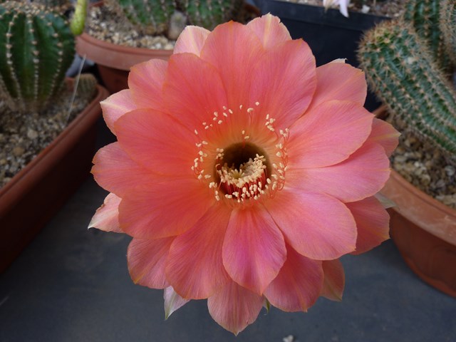 Echinopsis cv. paradox 