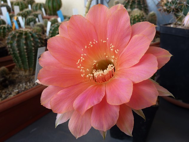 echinopsis cv. paradox