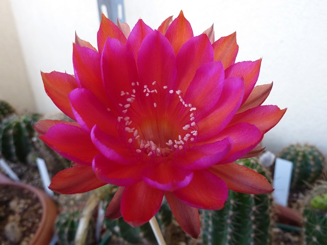 Echinopsis cv. raoul wallenberg 