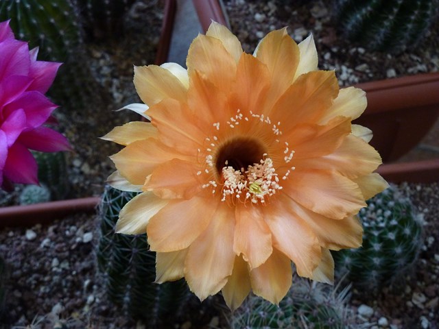 echinopsis cv. samantha smith