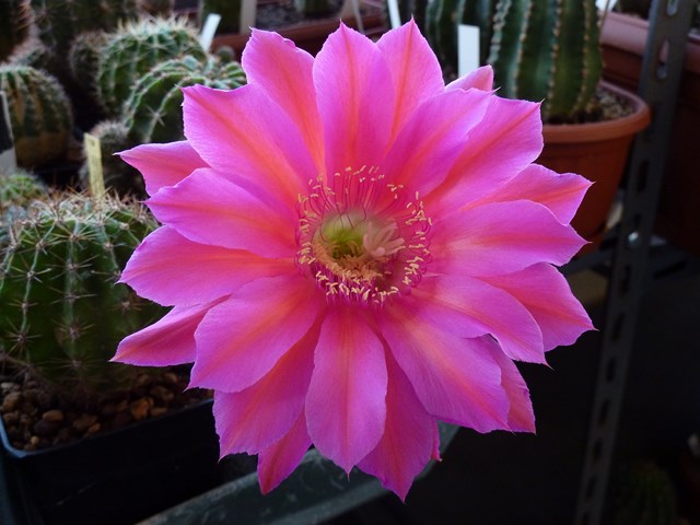 Echinopsis cv. sorceress 