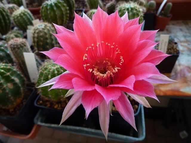 echinopsis cv. temptress