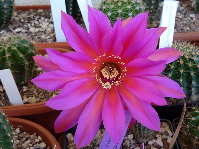 echinopsis cv. windigo